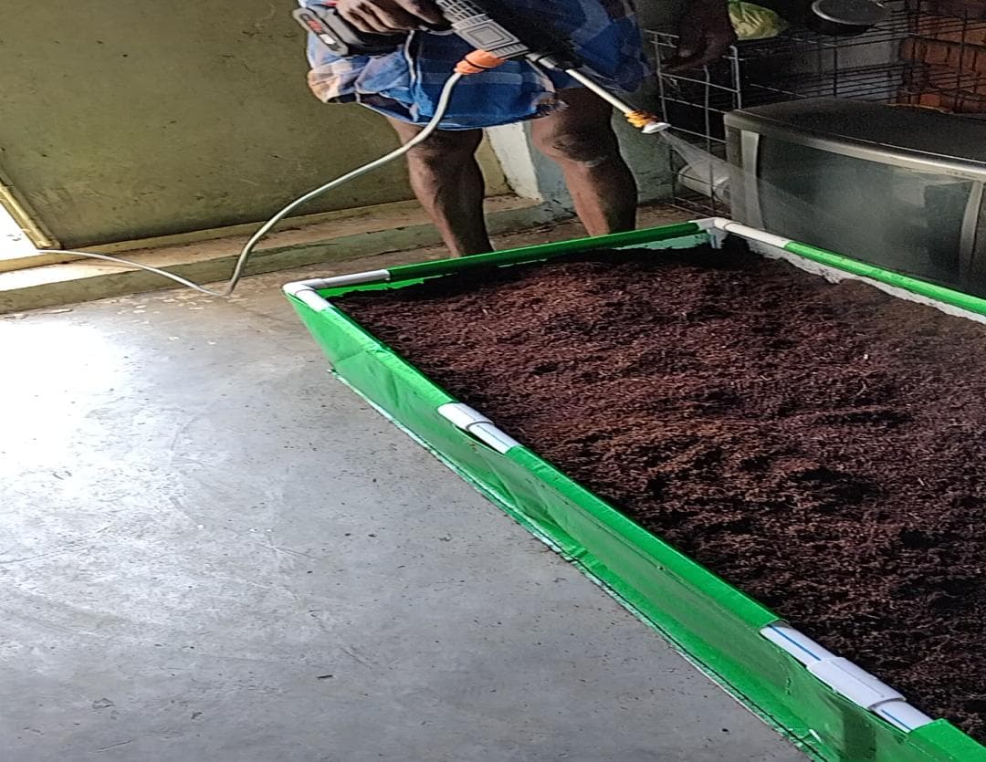 Coco pith fermenting under shade on a concrete stockpile floor