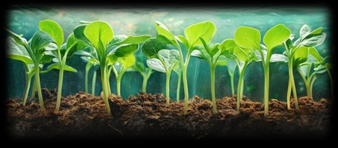 Fresh seedlings rooted in Sri Sai fermented cocopeat